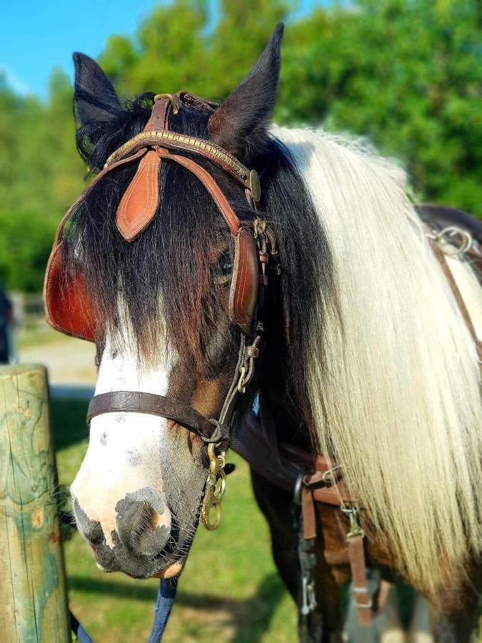 蒙特多尔 Les Chevaux De L'Hippocampe酒店 外观 照片